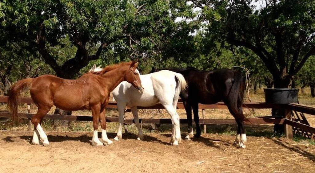Agriturismo Vita E Natura Βίλα Νότο Εξωτερικό φωτογραφία